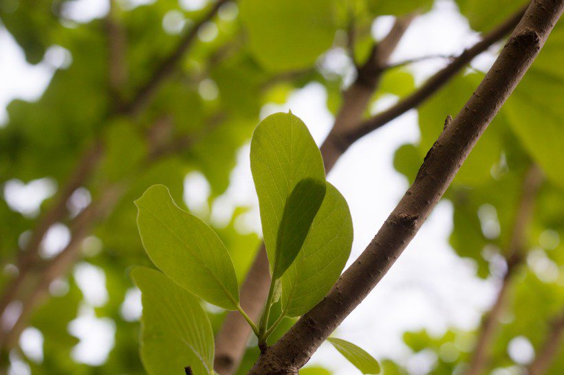 番石榴（芭乐）树木，叶子清新图片图片