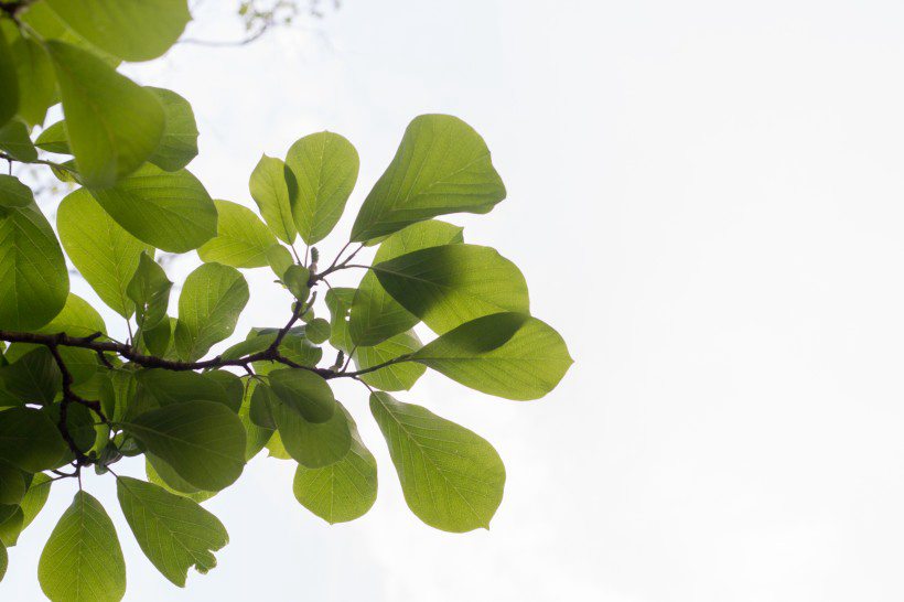 番石榴（芭乐）树木，叶子清新图片图片