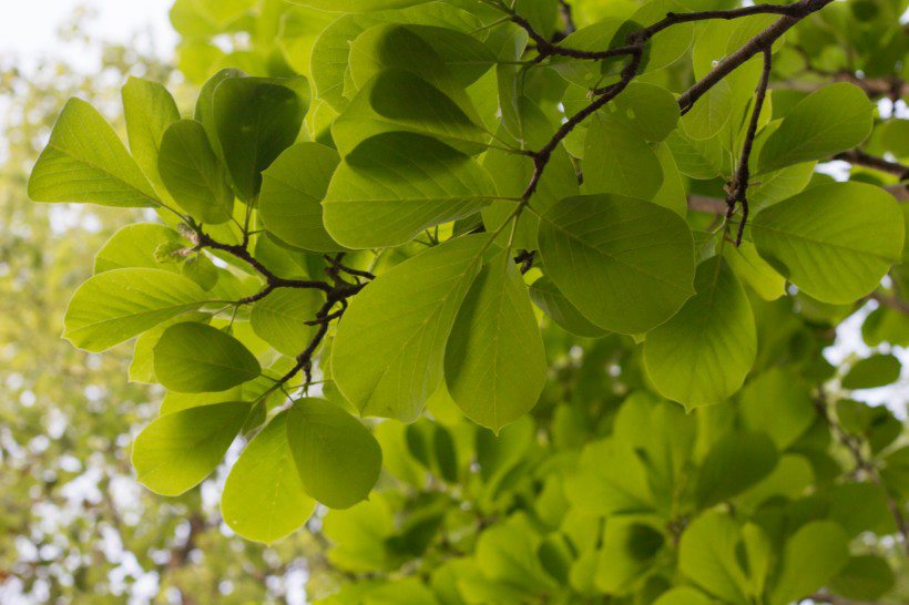 番石榴（芭乐）树木，叶子清新图片图片