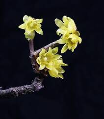 腊梅花，黑色背景前的黄色腊梅花摄影图片组图1