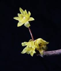 腊梅花，黑色背景前的黄色腊梅花摄影图片组图4