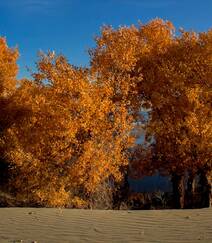胡杨林图片，入秋后的内蒙古额济纳旗胡杨林风景图片组图5