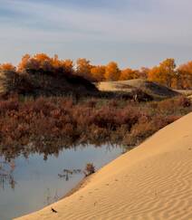 胡杨林图片，入秋后的内蒙古额济纳旗胡杨林风景图片组图8