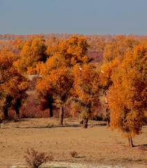 胡杨林图片，入秋后的内蒙古额济纳旗胡杨林风景图片组图9