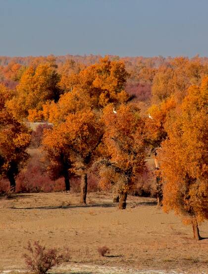 胡杨林图片，入秋后的内蒙古额济纳旗胡杨林风景图片