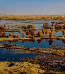 胡杨林图片，入秋后的内蒙古额济纳旗胡杨林风景图片组图7