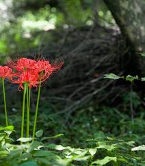 曼珠沙华，让人心醉的红色曼珠沙华（彼岸花）高清图片组图14