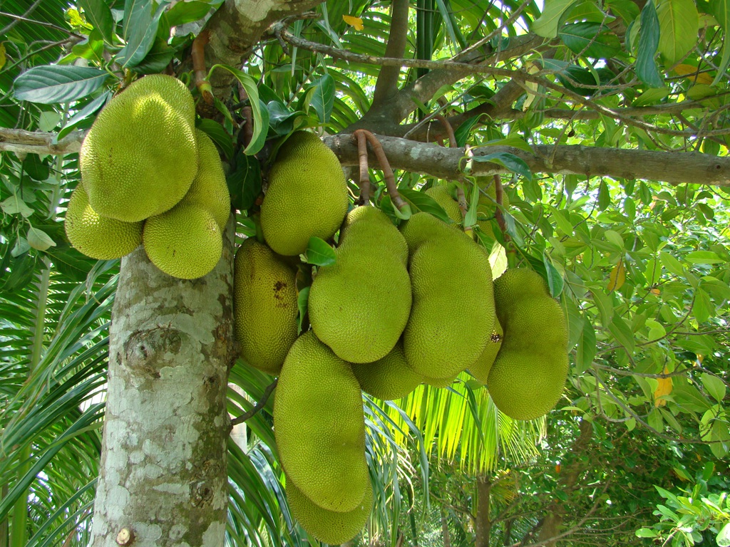 挂在树上大大小小，长势可人的热带水果菠萝蜜图片图片