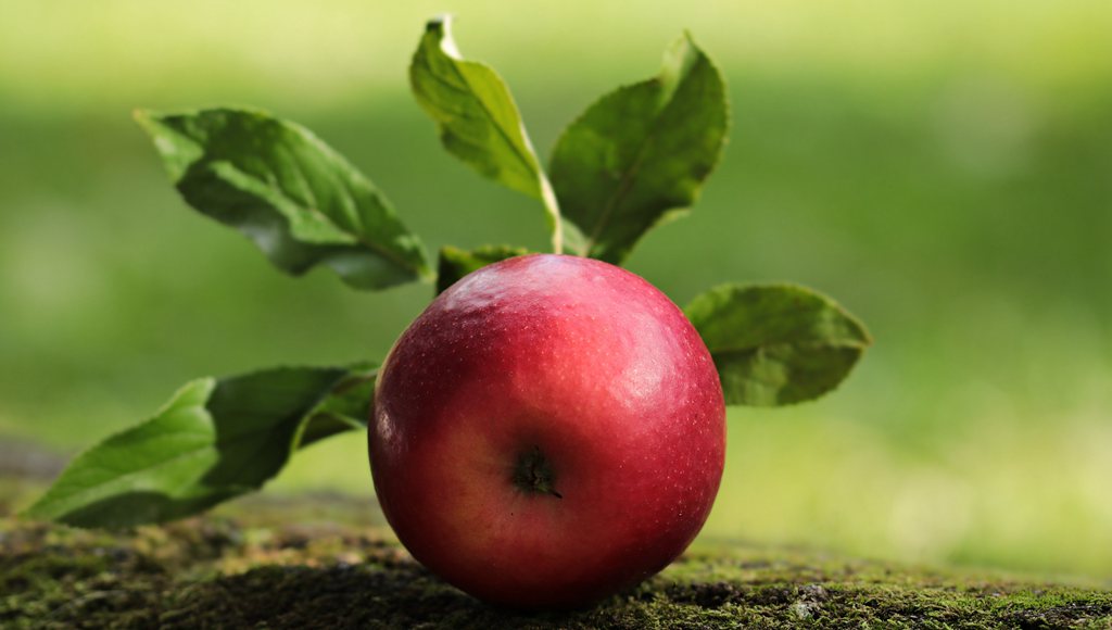 摆在桌子上，或挂在树上红彤彤的新鲜苹果图片图片