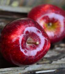 摆在桌子上，或挂在树上红彤彤的新鲜苹果图片