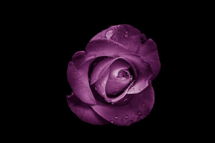 唯美静物摄影紫色的玫瑰高清壁纸