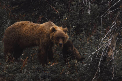 森林里觅食的棕熊高清4K电脑壁纸