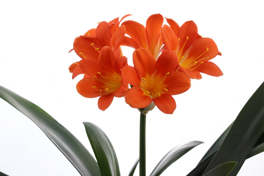 花中君子，橙中带黄的著名观赏花卉君子兰微距高清美图图片