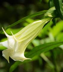 花开白色，花名很多的直立草本植物曼陀罗花高清微距图片组图4