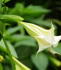 花开白色，花名很多的直立草本植物曼陀罗花高清微距图片组图2