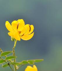开着黄色花朵的可爱清新豆科决明属植物黄槐图片