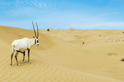 沙漠地带的长角羚羊高清壁纸