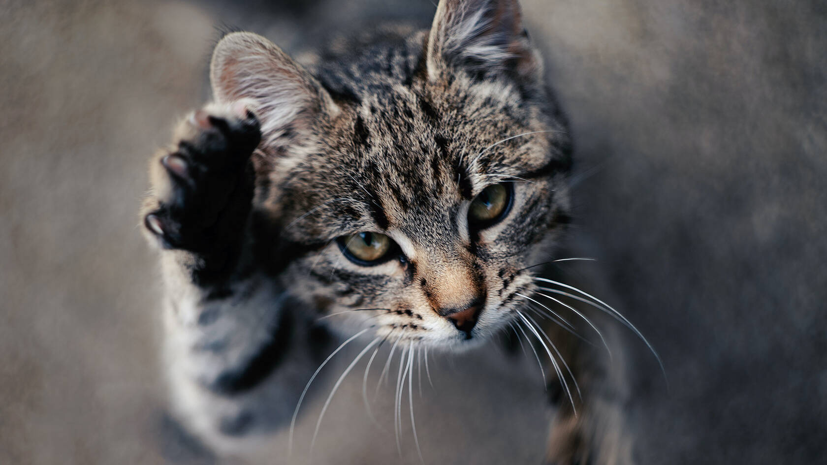 10月12日可爱猫咪高清桌面壁纸推荐二第4张图片