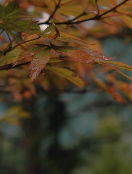 以树枝，树叶为背景的九月初九重阳节创意文字节日美图