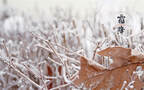 霜降文字壁纸，以落在草木枝头的寒霜为背景的唯美霜降节气壁纸组图2