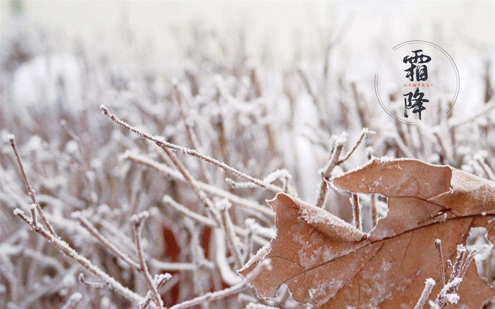 霜降文字壁纸，以落在草木枝头的寒霜为背景的唯美霜降节气壁纸套图2