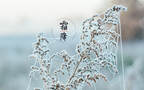 霜降文字壁纸，以落在草木枝头的寒霜为背景的唯美霜降节气壁纸组图5