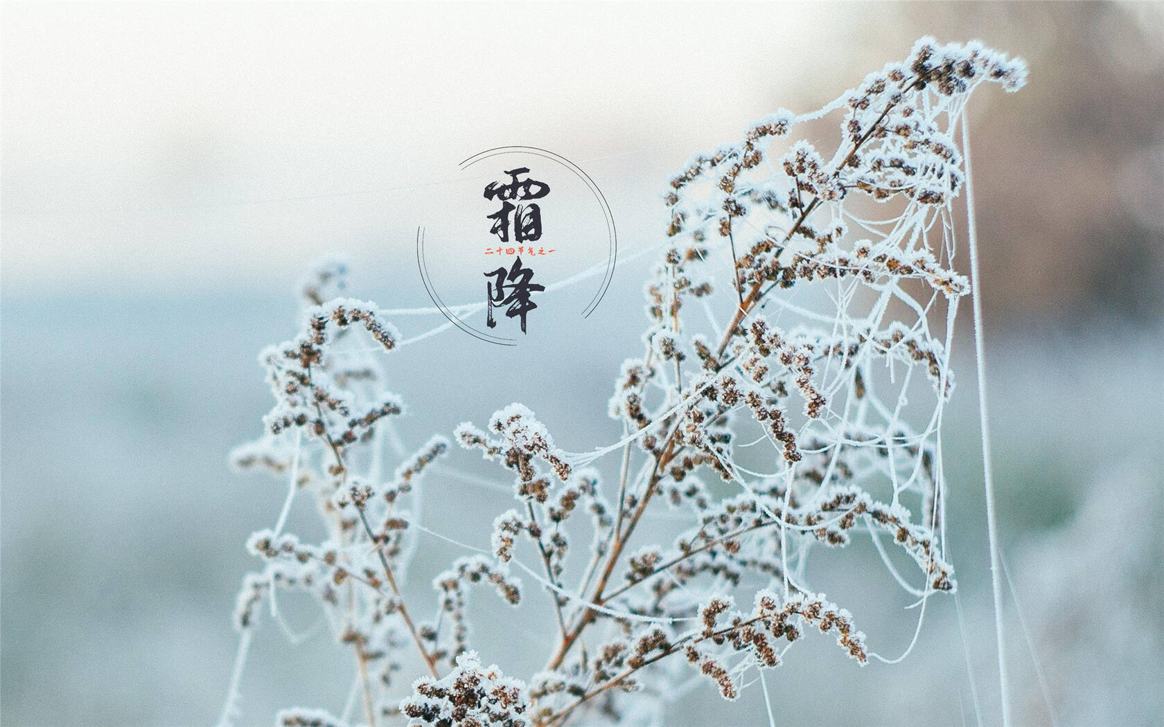 霜降文字壁纸，以落在草木枝头的寒霜为背景的唯美霜降节气壁纸第5张图片