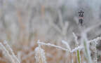 霜降文字壁纸，以落在草木枝头的寒霜为背景的唯美霜降节气壁纸组图4