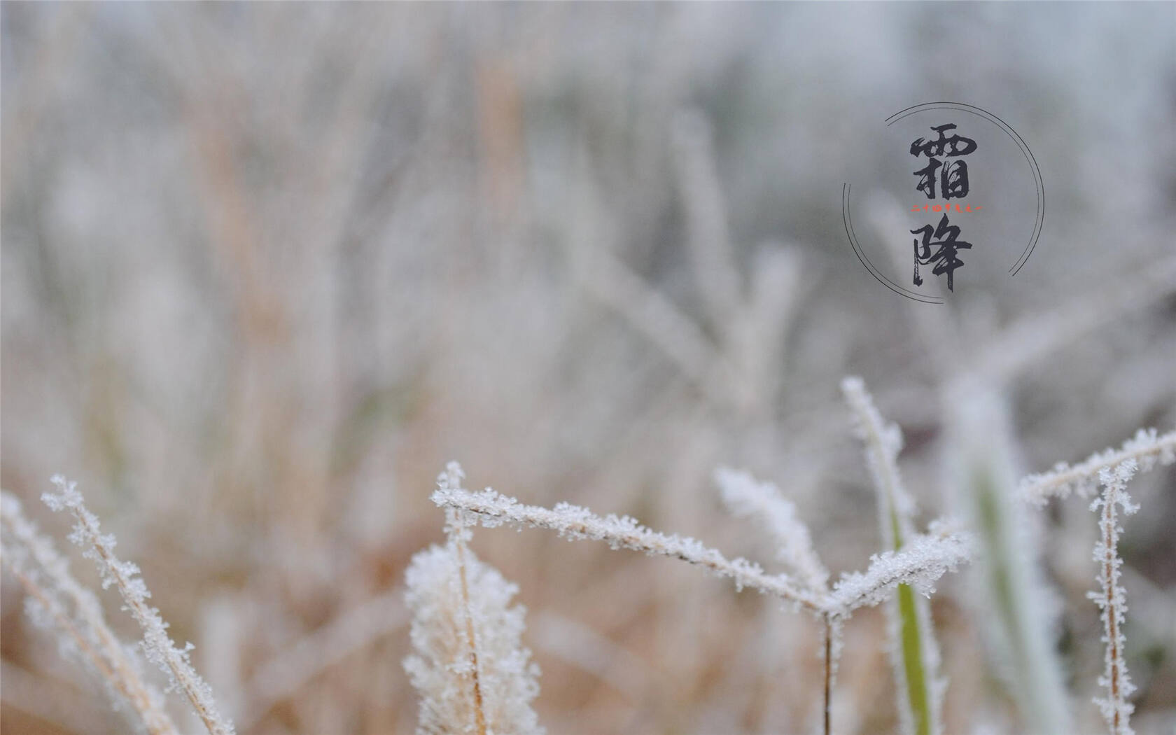 霜降文字壁纸，以落在草木枝头的寒霜为背景的唯美霜降节气壁纸第4张图片
