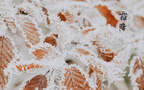霜降文字壁纸，以落在草木枝头的寒霜为背景的唯美霜降节气壁纸组图6