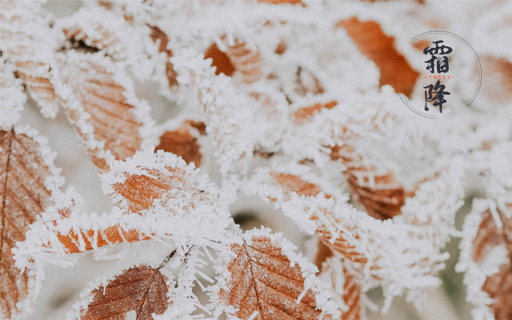 霜降文字壁纸，以落在草木枝头的寒霜为背景的唯美霜降节气壁纸第6张图片