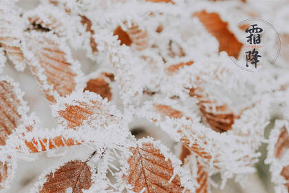 霜降文字壁纸，以落在草木枝头的寒霜为背景的唯美霜降节气壁纸
