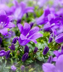 生长于野外，山坡上的暗紫叶白花颜色桔梗花图片组图3