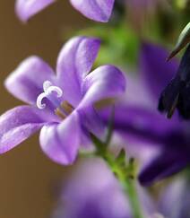 生长于野外，山坡上的暗紫叶白花颜色桔梗花图片组图1
