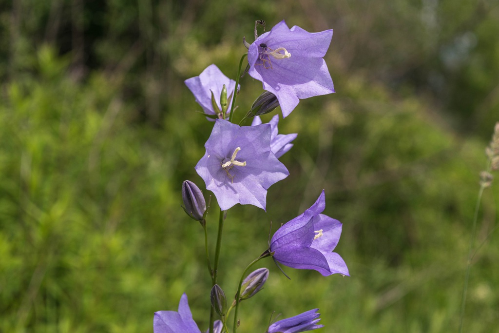 生长于野外，山坡上的暗紫叶白花颜色桔梗花图片图片