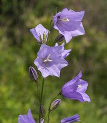 生长于野外，山坡上的暗紫叶白花颜色桔梗花图片组图7