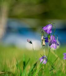 生长于野外，山坡上的暗紫叶白花颜色桔梗花图片组图10