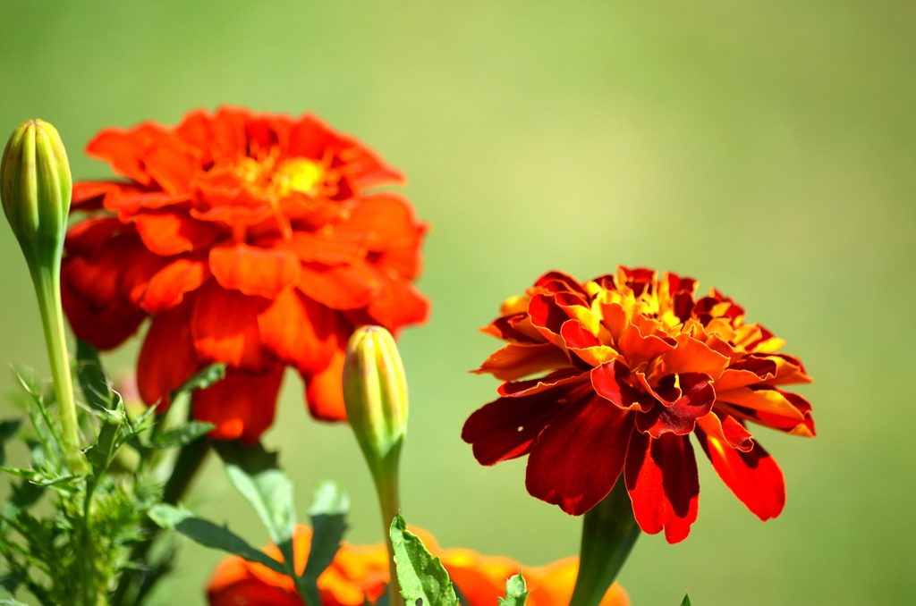 花团锦簇，花大、花期长，常用于花坛布景的万寿菊高清图片图片