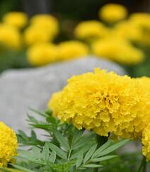 花团锦簇，花大、花期长，常用于花坛布景的万寿菊高清图片组图6