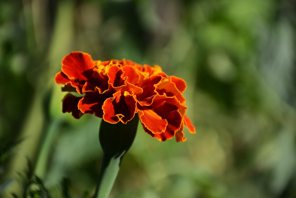 花团锦簇，花大、花期长，常用于花坛布景的万寿菊高清图片图片