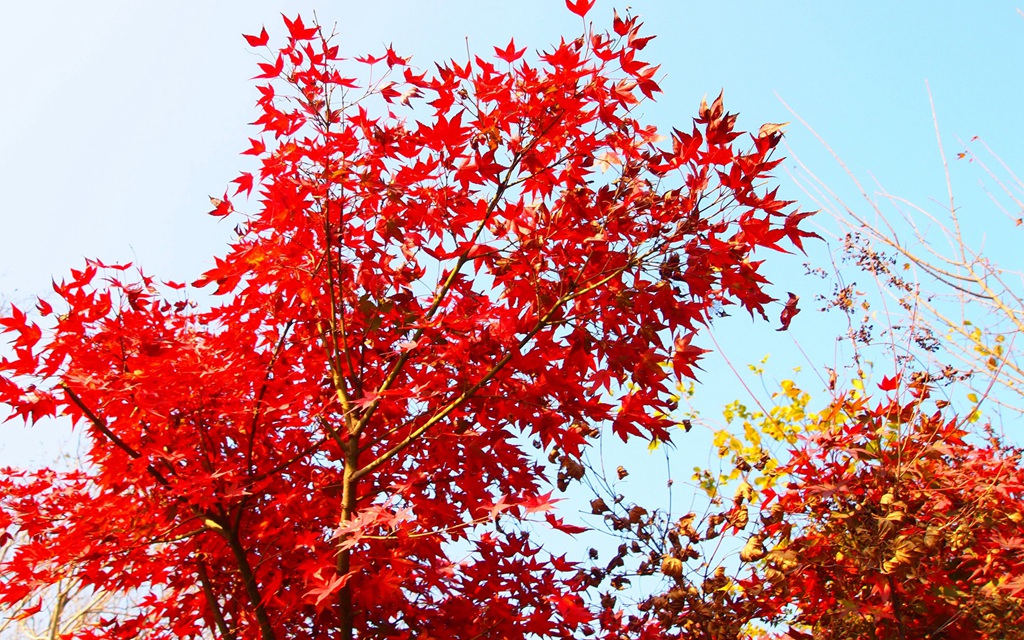 深秋，南京栖霞风景区，满山红遍，迷人的成片枫树景色图片