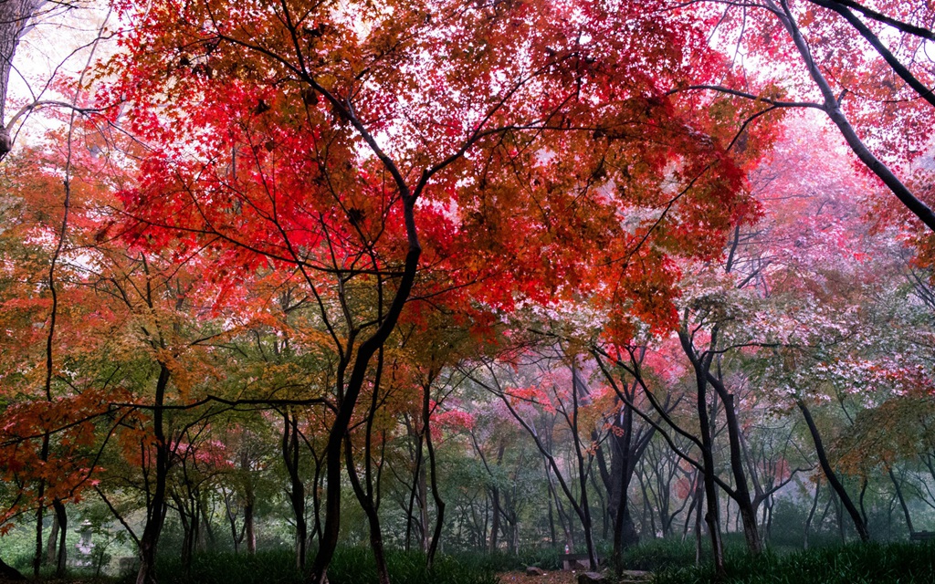 深秋，南京栖霞风景区，满山红遍，迷人的成片枫树景色图片