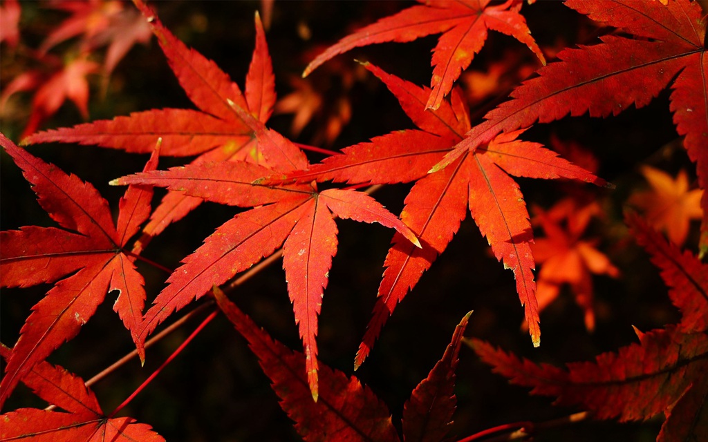 深秋，南京栖霞风景区，满山红遍，迷人的成片枫树景色图片