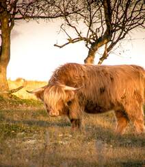 生活在高海拔草原上毛发很多的可爱牦牛图片组图4