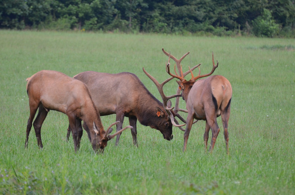 野外，草地，树林里觅食的世界珍稀动物麋鹿高清图片图片