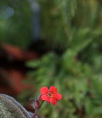 长着红色小花的常绿多年生蔓性草本植物喜萌花（红桐草）高清图片组图2