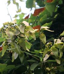 郁郁葱葱的梧桐树叶，梧桐果实、梧桐子图片组图2