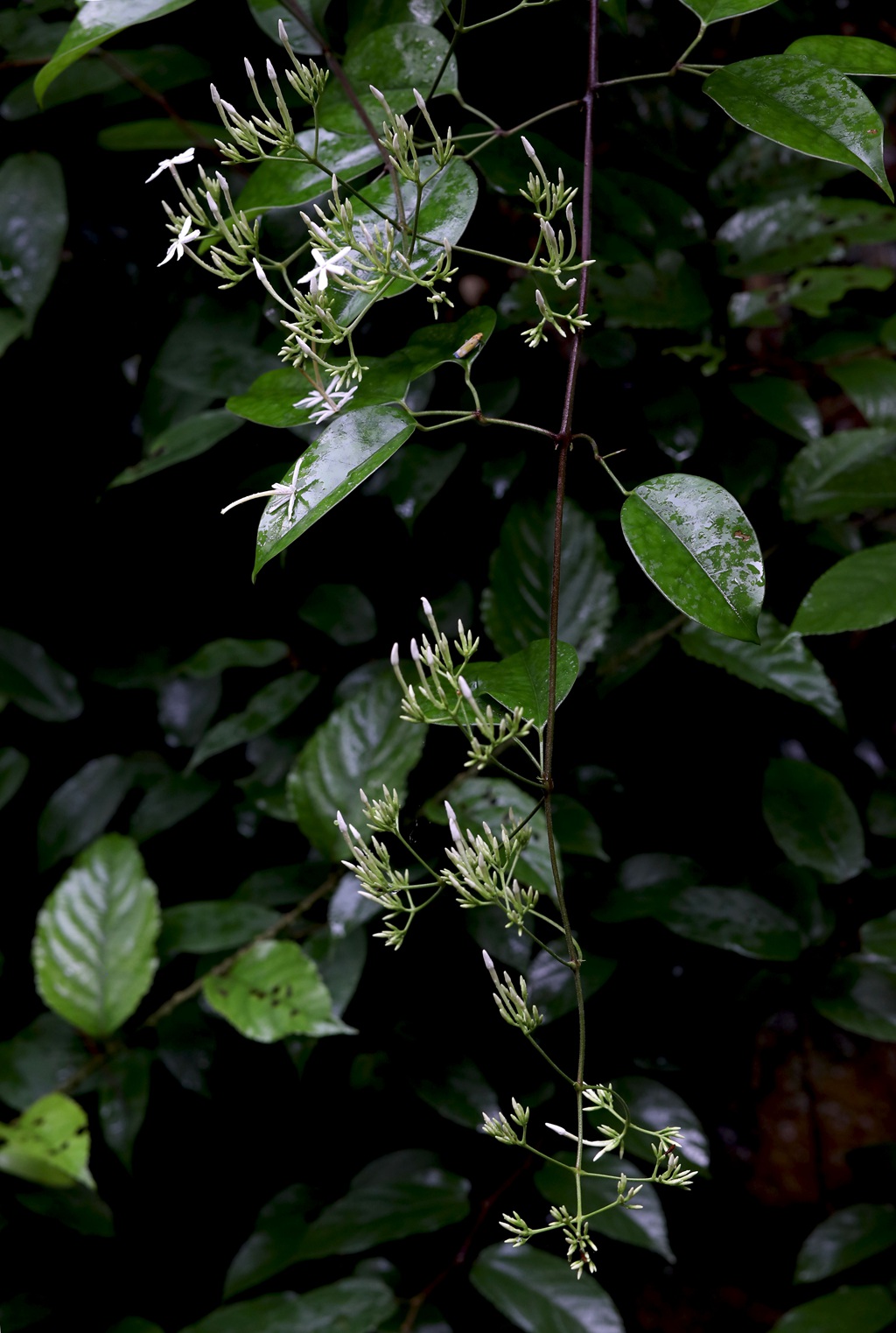 清香藤，野外自然生长，根茎可入药的清香藤高清图片图片