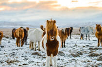冬季草原上的野马群摄影高清壁纸