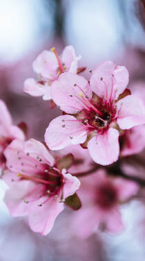 粉色的樱花近景摄影高清手机壁纸